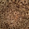 MORINGA SEEDS