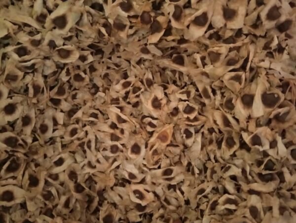 MORINGA SEEDS