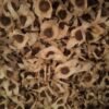 MORINGA SEEDS