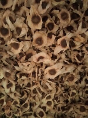 MORINGA SEEDS